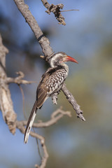 Red-billed Hornbill