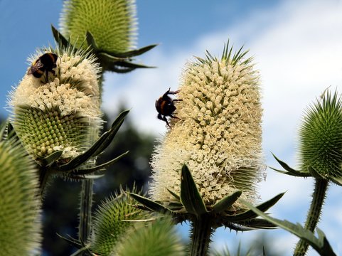 thorny plant wild teasel with white flowers