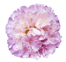 Peony flower white-pink on a white isolated background with clipping path. Nature. Closeup no shadows. Garden flower.