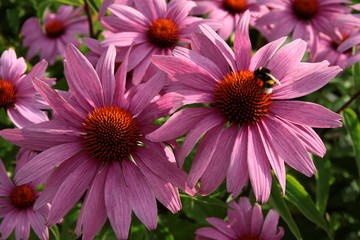 Obraz premium pink flowers of coneflower