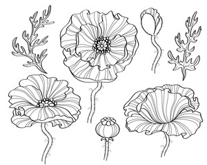 Poppy flowers. Black and white illustration. line art