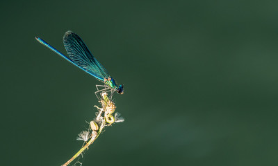 Libellula