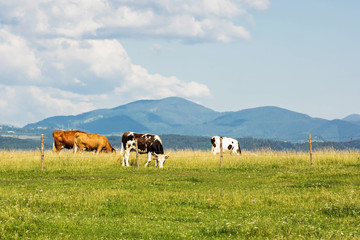 Cows on a summer meadow in mountains