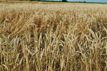 rain,  agriculture,  yellow,  farm,  stem,  seed,  ripe,  field,  crop,  summer