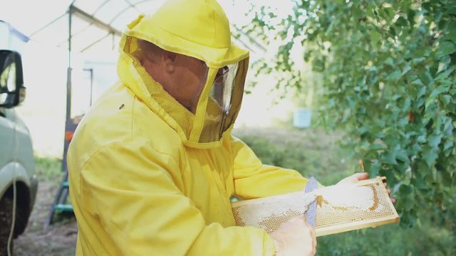 Beekeeper man cut off wax on honeycombs preparing to harvesting honye in apiary