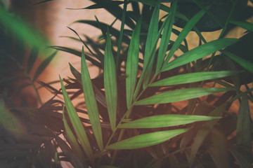 image of tropical leaves dark floral background