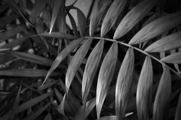 Tropical leaves close up. floral background. black and white image