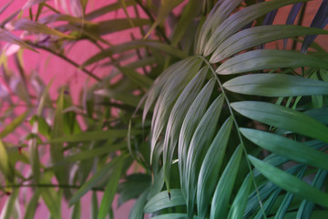 Tropical leaves on pastel pink background. floral background