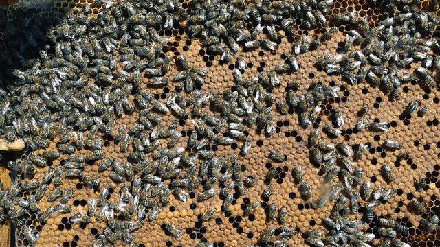 Larvae of bees. Honeycombs are developing larvae of bees future generation of beneficial insects. Closeup 4k realtime prores video