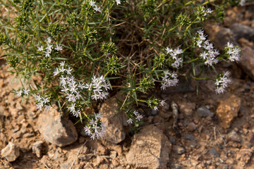 Acanthophyllum, Khorasan Razavi, Iran