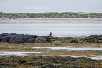water birsd habitat at the sea shore