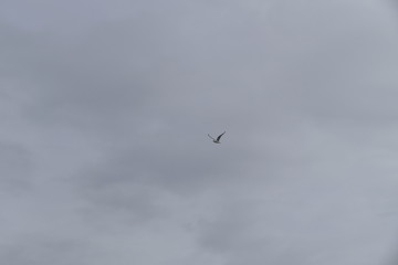 seagull flying in the air above sea