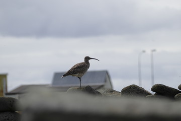 water birsd habitat at the sea shore