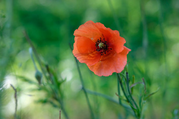 Fototapeta premium Wild red poppy