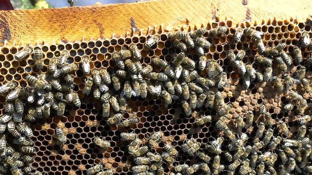 Larvae of bees. Honeycombs are developing larvae of bees future generation of beneficial insects. Closeup 4k realtime prores video