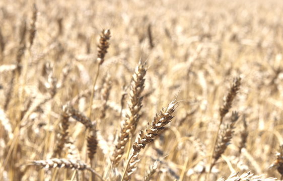 Blurred golden background with an image of wheat ears