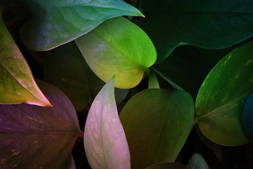 image of tropical leaves dark floral background