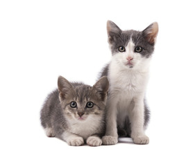 Two cute grey kittens isolated on white background