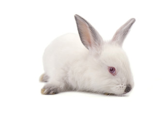 White small rabbit isolated on a white background