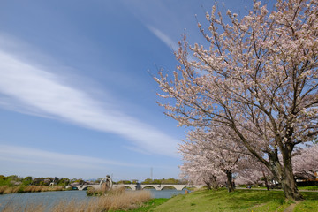 Fototapeta premium 桜雲