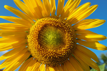 Summer time sunflower with blue sky