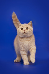 Cream kitten runs on a studio blue background.