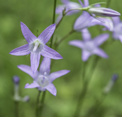 Petit fleur mauve violette macro