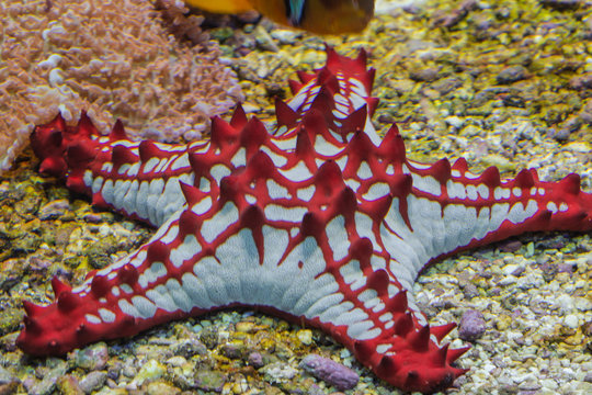 Red starfish, asteroid from the tropical sea