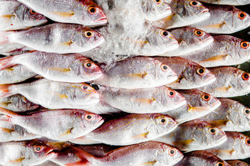 Fresh fish on ice