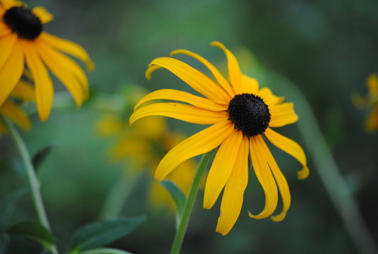 Yellow Echinacea Flower