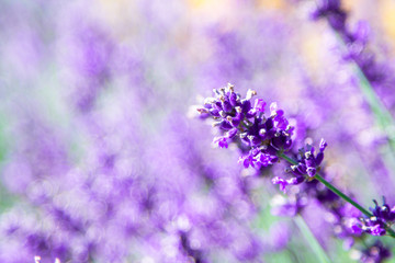 Lavender field. Lavender flowers in natural environment