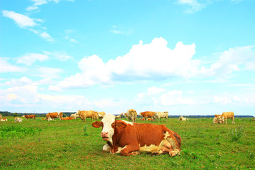 Cows resting on farm land in Nature park Lonjsko polje, Croatia