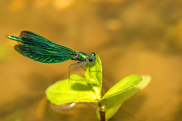 Blauflügel-Prachtlibelle, Calopteryx virgo, männlich