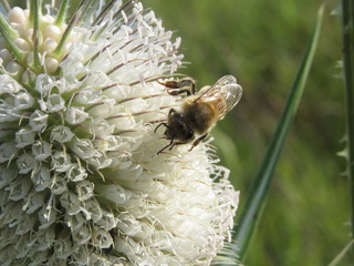 Western Honey Bee on White Thistle in Ohio Field in Summer 