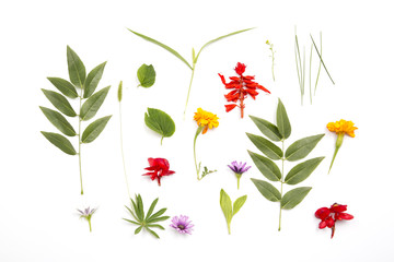 Flowers and leaves, grass, seamless pattern, on white background.