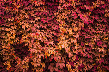 Red ivy. Textures/ Background.