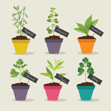 Herb Garden With Pots Of Herbs Set 3, Vector Illustration
