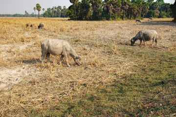 Cows eating dry grass at the field outside Siem Reap, Cambodia.