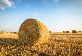 Round hay bale, straw on the field and blue sky in background