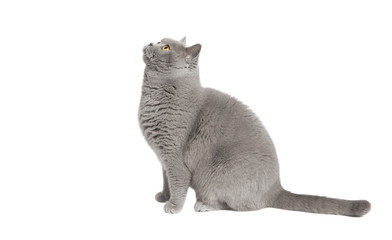 Katze schaut nach oben