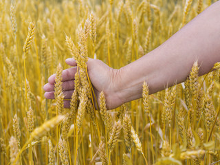 Agriculture. Wheat harvest. Hand with ears.
