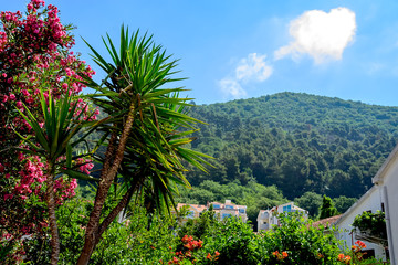 Palm tree with oleander against the backdrop of mountains and houses in Budva