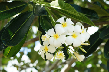 Obraz na płótnie Canvas frangipani flowers, white plumeria tropical spa flower