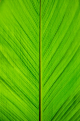 banana leaf pattern have green color,for background