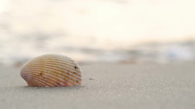 Seashell sitting on a beach with ocean waves in the background.  Low angle