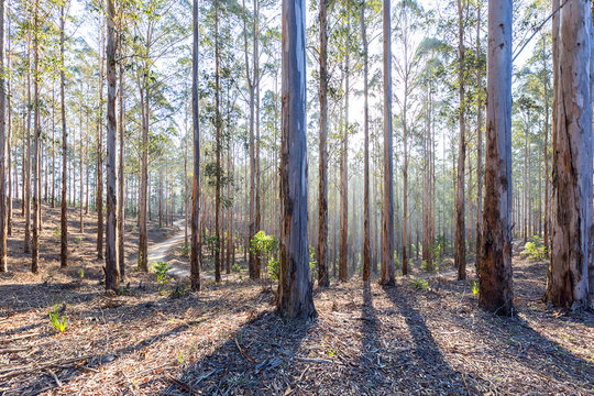 Eucalyptus Forest Plantation