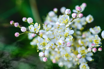 Forest flowers