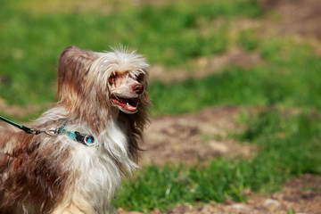 Dog breed Chinese Crested