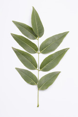 Green leaf on the white background.