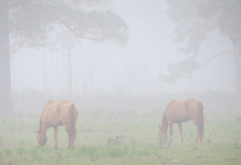 ......Horses on a foggy morning